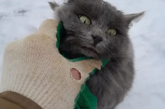 Найдена кошка, ул. Р. Зорге, 24, Казань