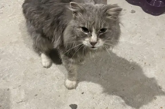 Найден серый кот, ул. Ленина, 17, Мирный