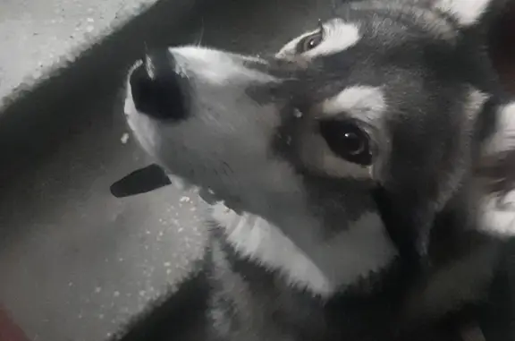 Найденные животные Новосибирск, фото: Найдена хаски, Промышленная, 32