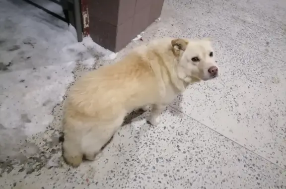 Найдена собака у школы №8, Иваново
