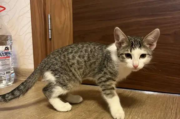 Найдена кошка: Загира Исмагилова, 5
