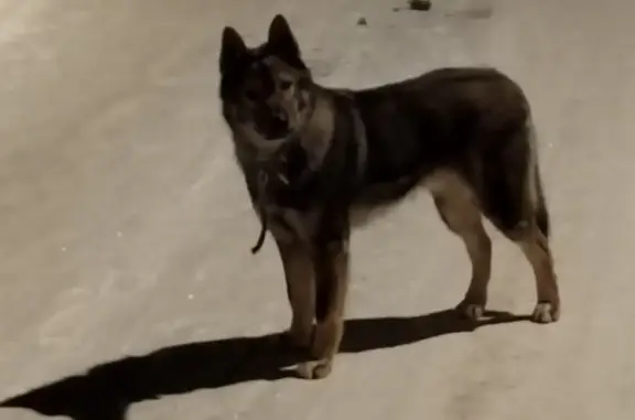 Найдена собака, Марушкинское, Москва