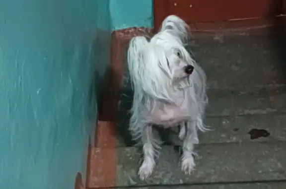 Найдена собака: Ветошкина, 103