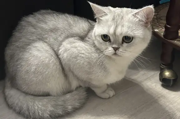 Найдена кошка, Российский, Краснодар