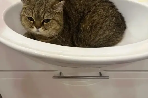 Потерянные животные Малое Исаково, фото: Пропала кошка 