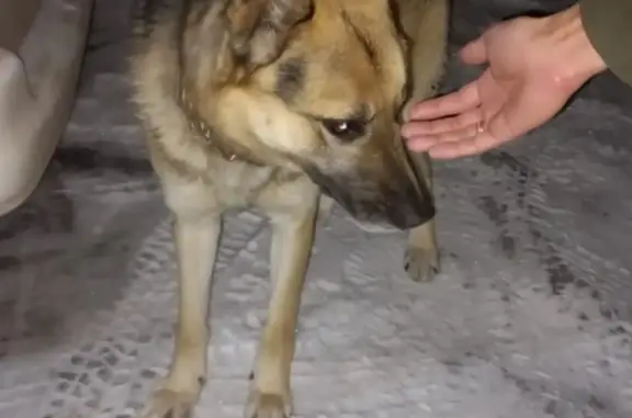 Найдена собака на Полевой, 81