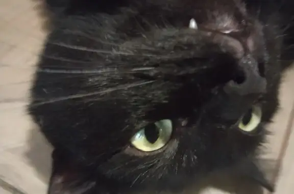 Пропавший чёрный кот: Игримская, 37