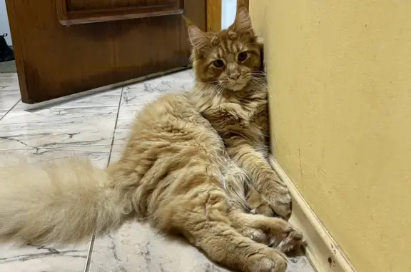 Пропала кошка в п. Черноморское