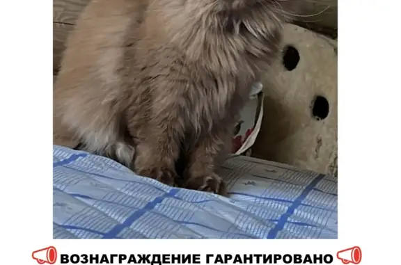 Пропала кошка: Стахановская ул., 29