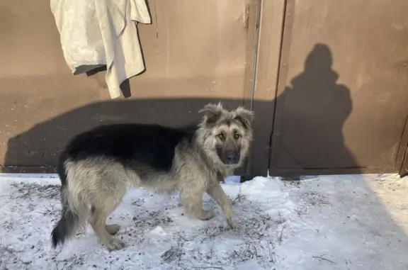 Найдена собака в Абакане, ул. Гапченко