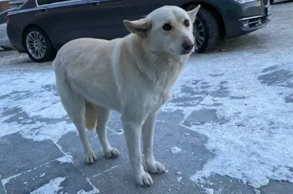 Замерзшая собака у ТЦ Галактика