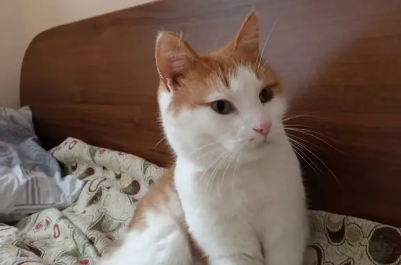 Кошка найдена в санатории на Комсомольской