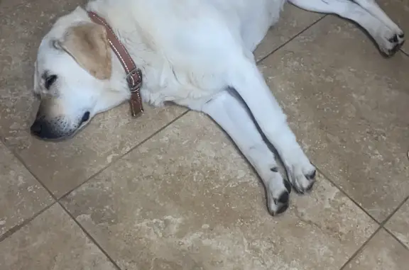 Найдена собака, Московская область, фото: Найден лабрадор: Совхозная, 20