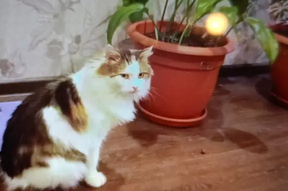 Кошки потеряшки, Дорожный, фото: Потеряшка кот: Дворцовая пл., СПб