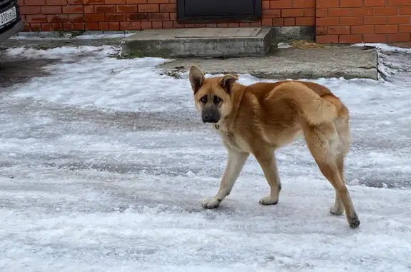 Найдена собака: Менжинского, 8
