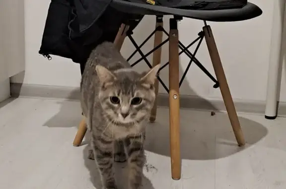 Найдена кошка, Санкт-Петербург, фото: Найдена кошка в ЖК Зеленый берег!