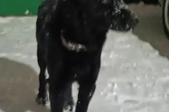 Найдена собака на ул. Нахимовская