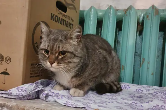 Найдена кошка, , фото: Кошка найдена: Украинская, 17, Искитим
