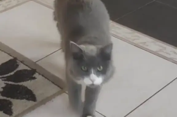 Потерянные животные Сигаево, фото: Пропала кошка: Советская, Сигаево