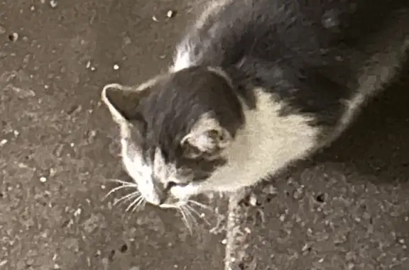 Найдена кошка: Байкальская ул., 38 к2