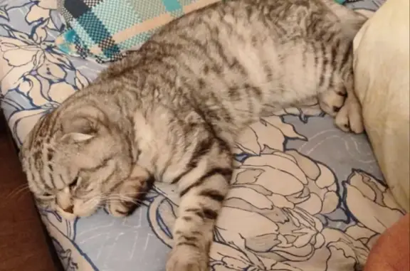Найдена кошка: Обнинская ул., Кабицыно