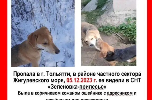 Пропала собака, ул. Коваленко, 51