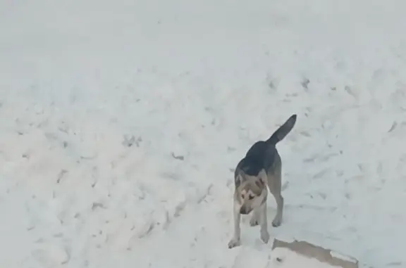 Найдена собака: ул. Комарова, 129