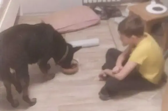 Потерянные животные Владивосток, фото: Пропала собака, Амурская ул., Владивосток