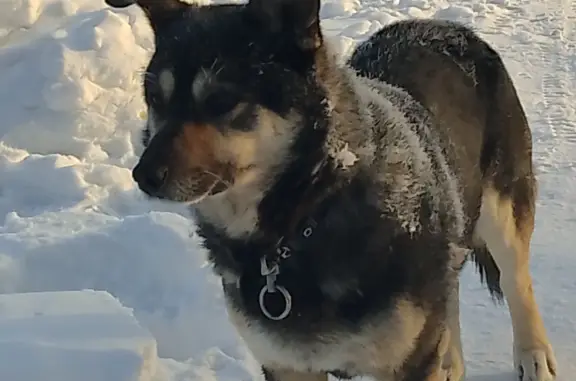 Найдена собака: пр-т Мира, 14, Новокузнецк