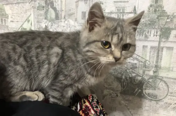 Найдена кошка: ул. Баданова, 106