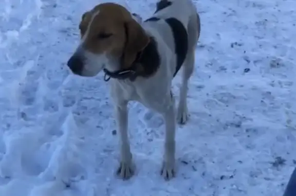 Найдена собака в Калтане, Кемерово