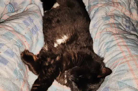 Кошки потеряшки, Иншинский, фото: Потеряшка кошка: Окружная дор., 14