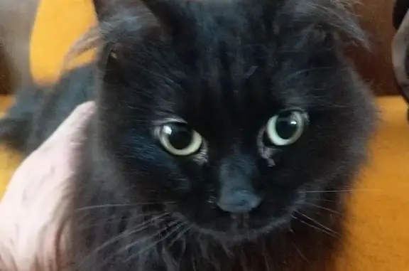 Пропала черная кошка, ул. Леваневского, 2А