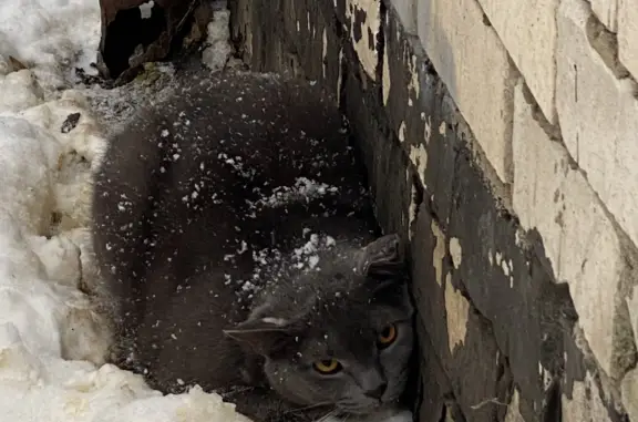 Найден серый кот: Трудовая ул., 6