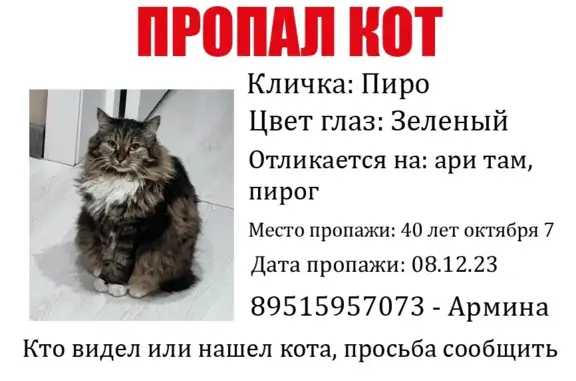 Пропала кошка: 40 лет Октября, 1Б