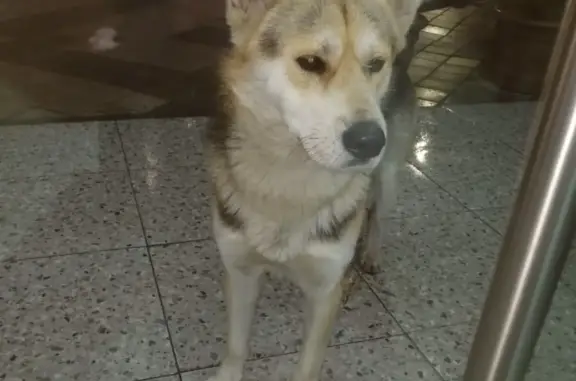 Найдена собака: ул. Красных Партизан, 228