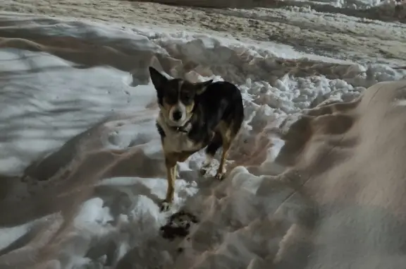 Найдена собака: Калинина, 9, Уфа