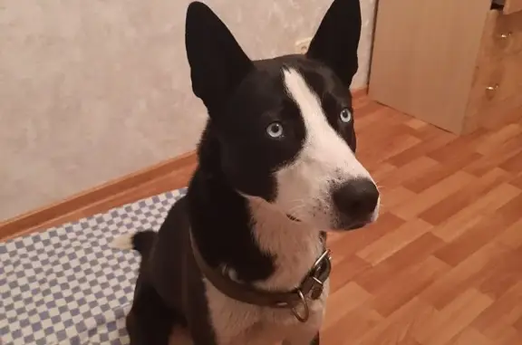 Найдена собака ул. Копылова, Красноярск