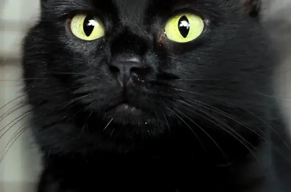 Найдена черная кошка на Дружинниковской улице, Москва
