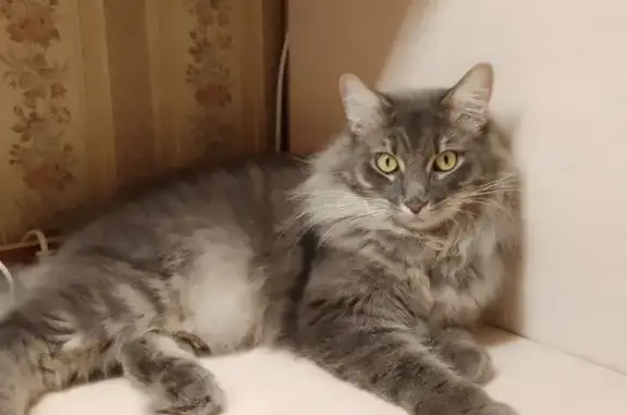 Кошки потеряшки, Санкт-Петербург, фото: Потеряшка кот Леви: пр. Просвещения, 62