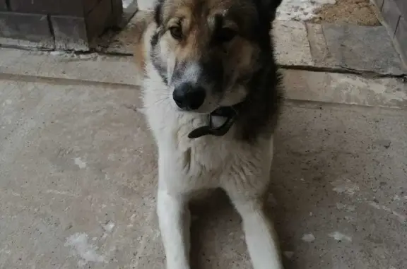 Найдена собака в Бабичах, Кировская
