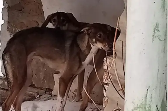 Найдена собака в Сарманово, Татарстан