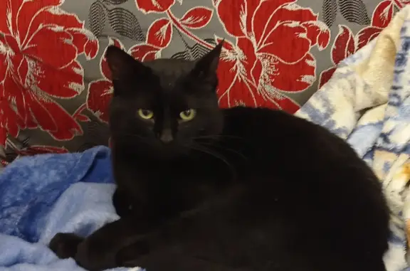 Чёрный кот найден: Перовской, 3, Боровичи