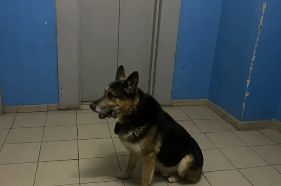 Найдена собака: Московский пр-т, 147