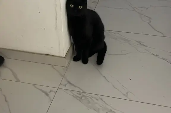 Найдена черная кошка, Нижнекамск, ул. Татарстан