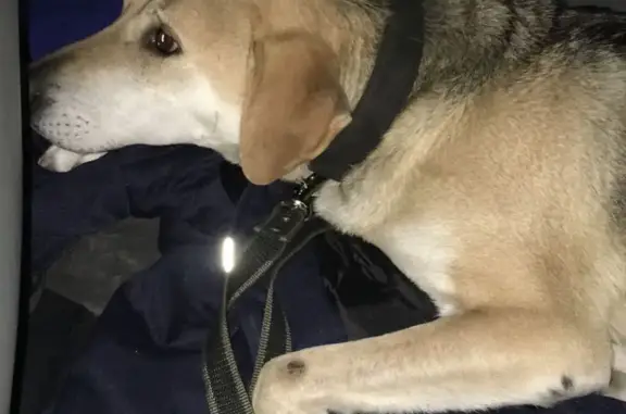 Найдена собака, Московская область, фото: Найдена собака-девочка в Рузе