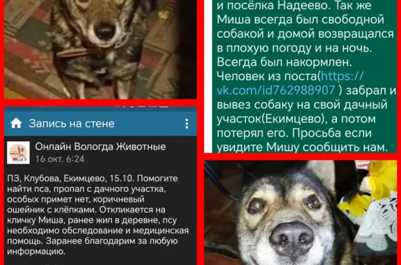 Пропала собака на Ананьинской, Вологда