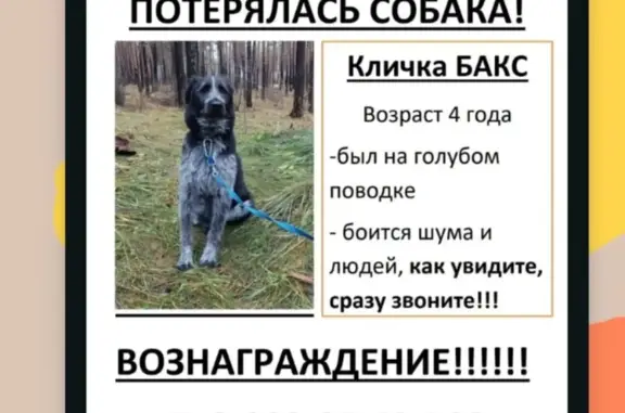Пропала собака в Екатеринбурге