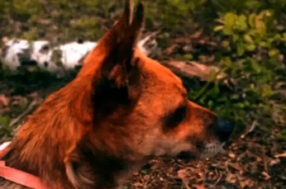 Пропала собака Эля в Бунине