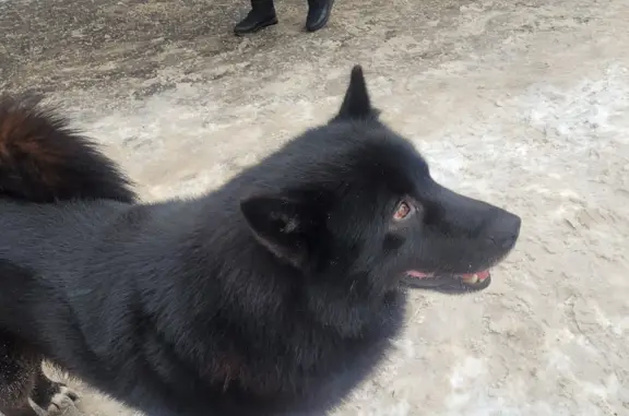 Найдена собака на ул. Менжинского, Мск